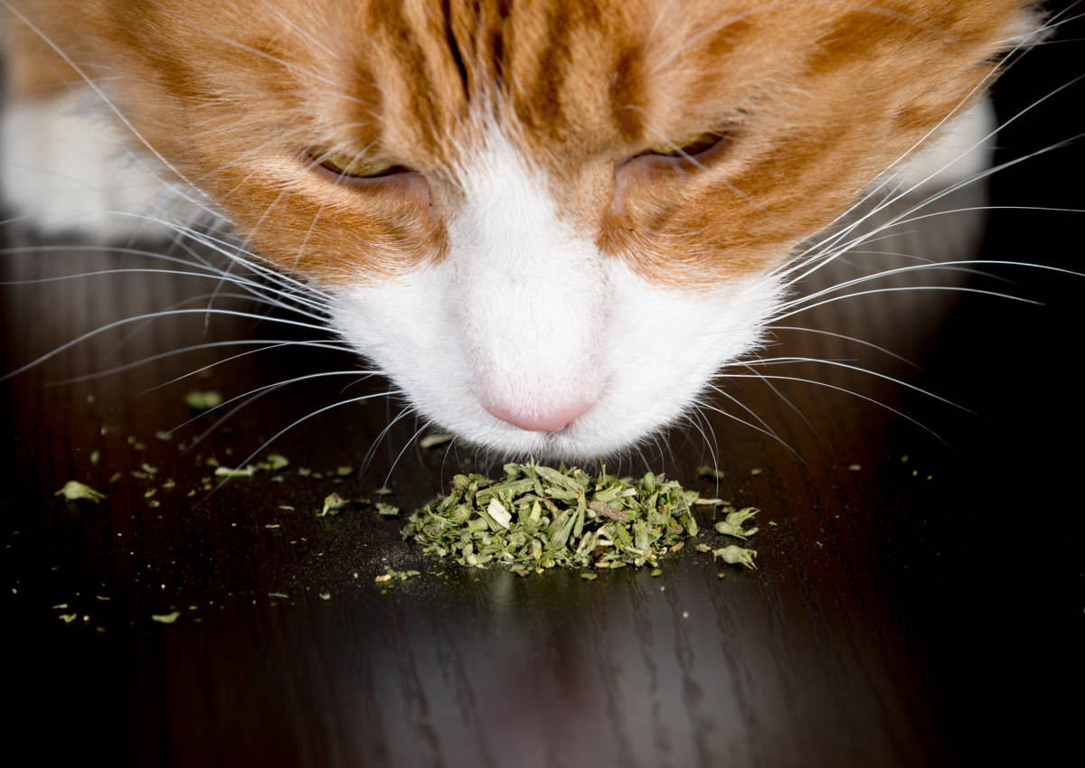 Les bienfaits de l'herbe &agrave; chat