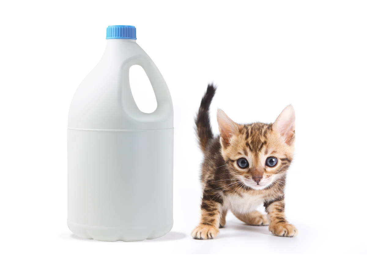 L'eau de javel et votre chat