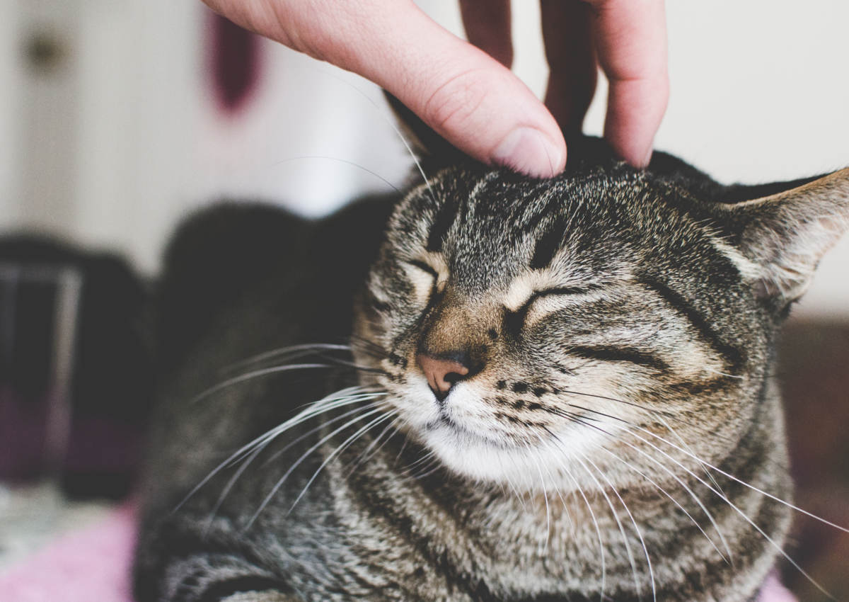 Habituer le chat aux caresses