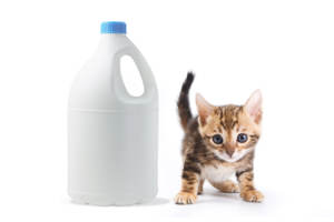 L'eau de javel et votre chat