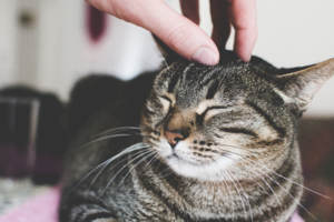 Habituer le chat aux caresses