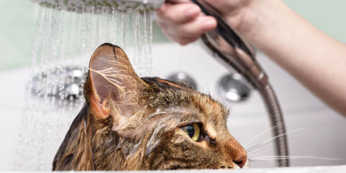 Votre chat et l'eau