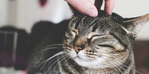 Habituer le chat aux caresses