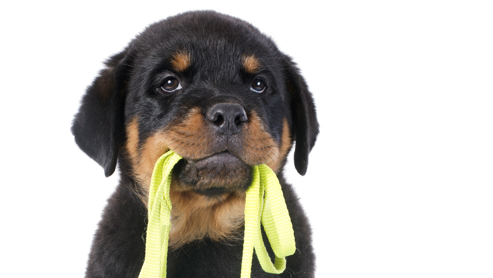 Accesoires pour chiens