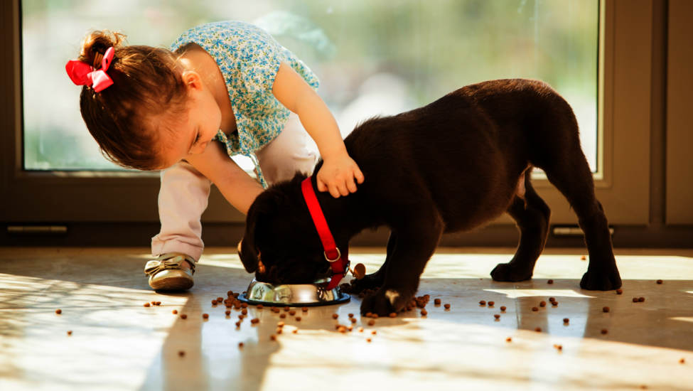 Nourriture pour chiens