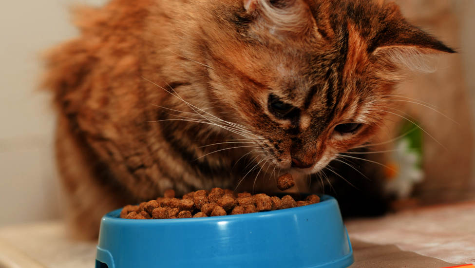 Nourriture pour chats