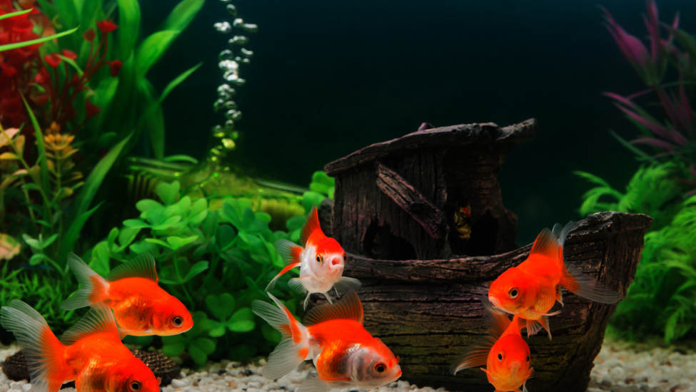 D&eacute;corations pour poissons