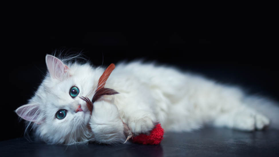 Jouets pour chats