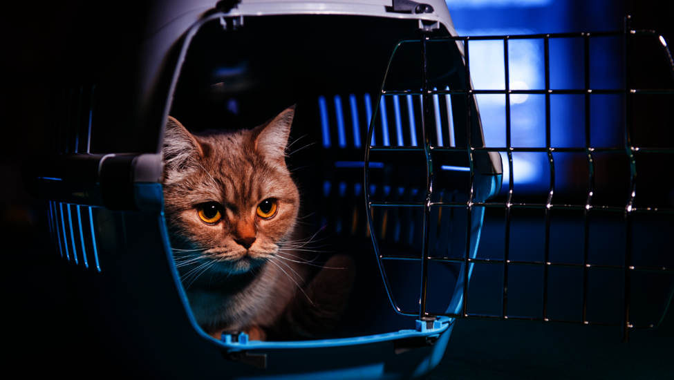 Accessoires pour chats