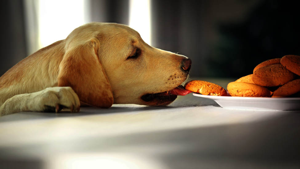 Petites g&acirc;teries pour chiens