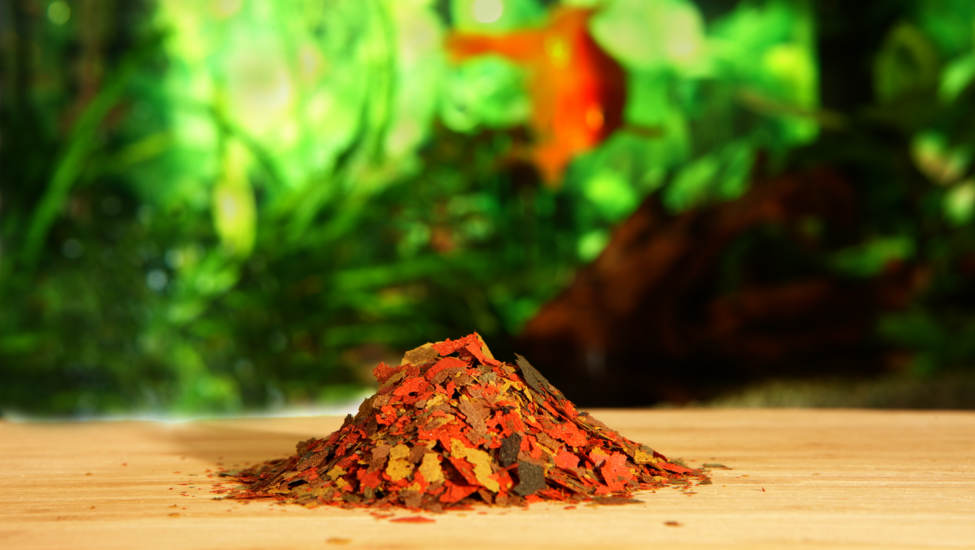 Nourriture pour poissons