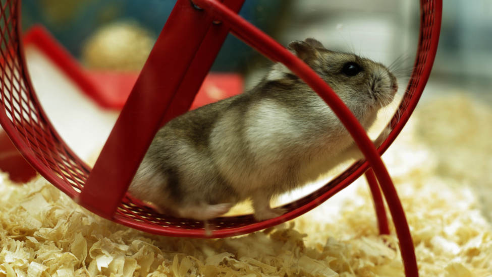 Accessoires pour petits animaux