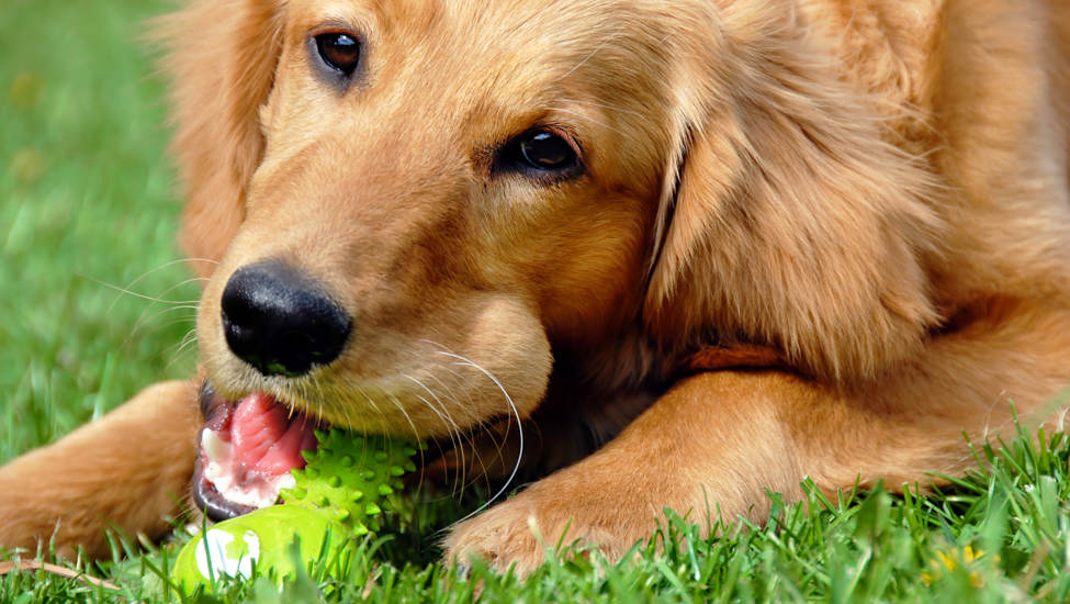 Jouets pour chiens