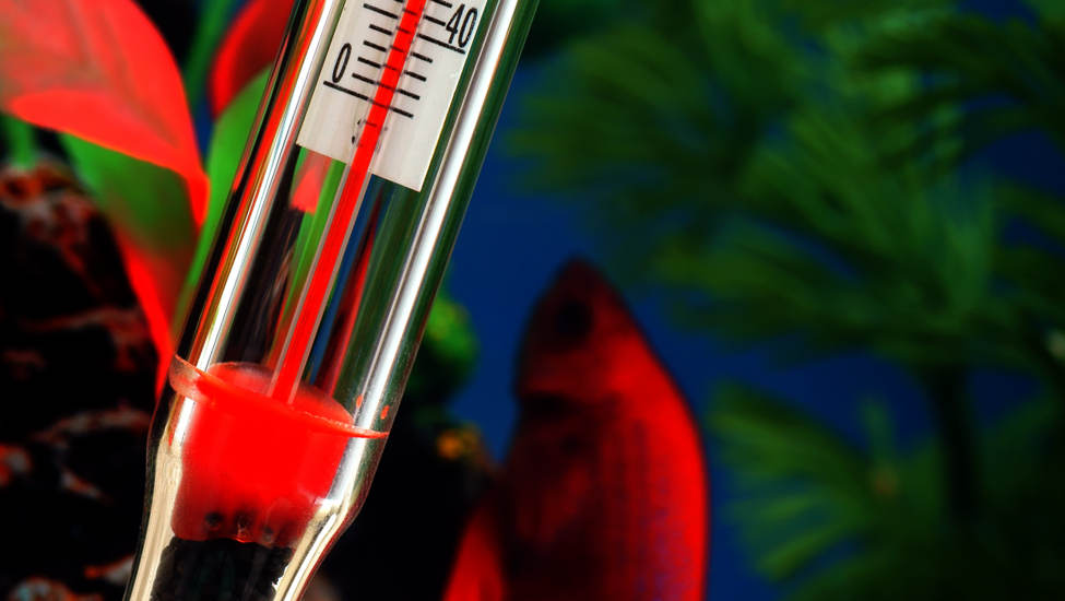 Accessoires pour poissons